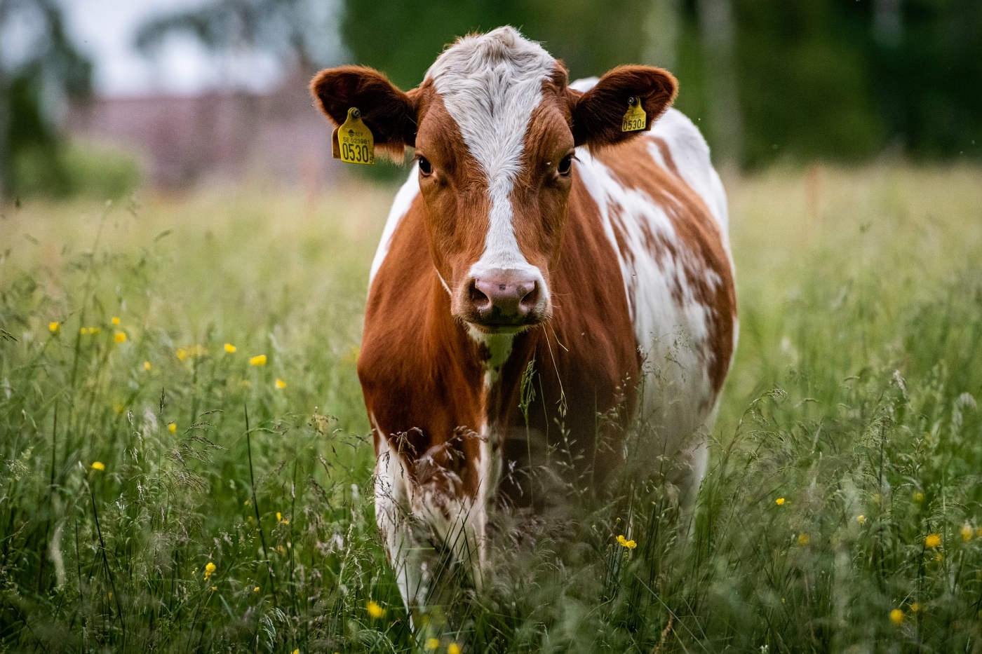 Webinar &quot; Certificação de Bem-estar Animal: ética e sustentabilidade&quot; | 24 de março | 11h30 (horário de Brasília)