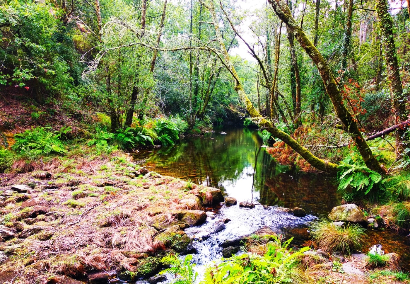 Consulta Pública sobre el Proceso de Certificación FSC® Forest Management (FM) de ALTRI PARTICIPACIONES Y TRADING S.L en España - FSC-STD-ESP-03-2018