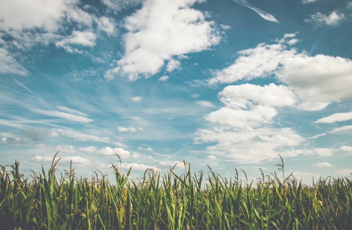 Programa da Conferência Agrifood 2025 já disponível! Do clima à mesa: o futuro das cadeias alimentares sustentáveis