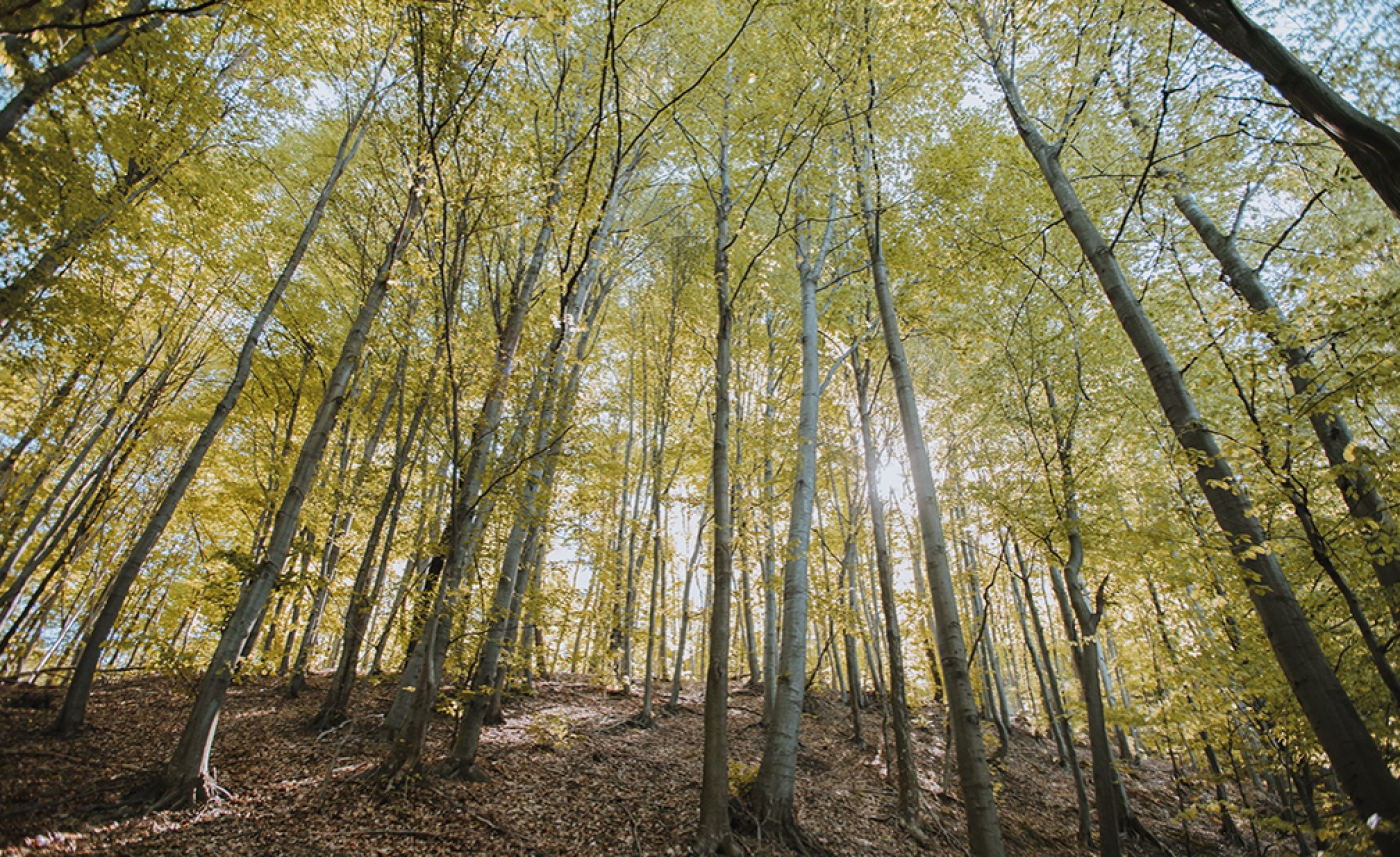 Consulta Pública sobre el Proceso de Certificación FSC® Forest Management (FM) de ALTRI PARTICIPACIONES Y TRADING S.L en España - FSC-STD-ESP-03-2018
