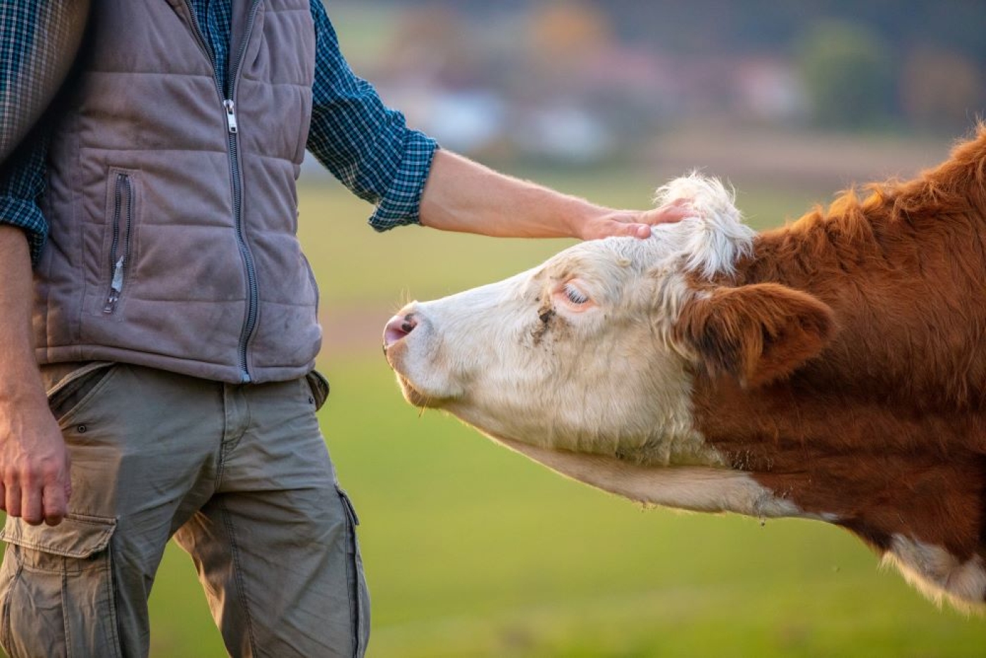 88% dos portugueses considera que bem-estar dos animais de produção deve melhorar