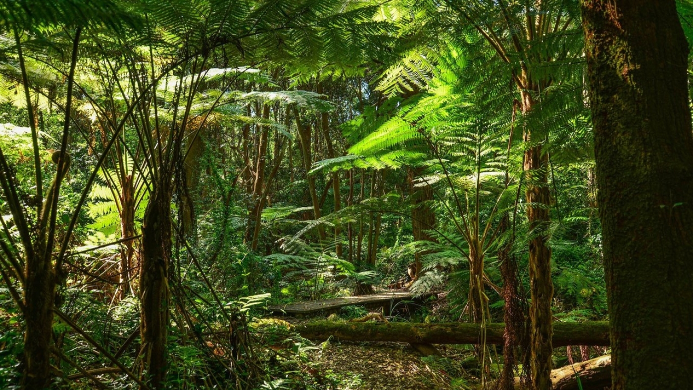 Consulta Pública sobre o Processo de Certificação FSC® de Gestão Florestal (FM) da Tover Transportes Ltda. no Brasil - FSC-STD-BRA-01-2025