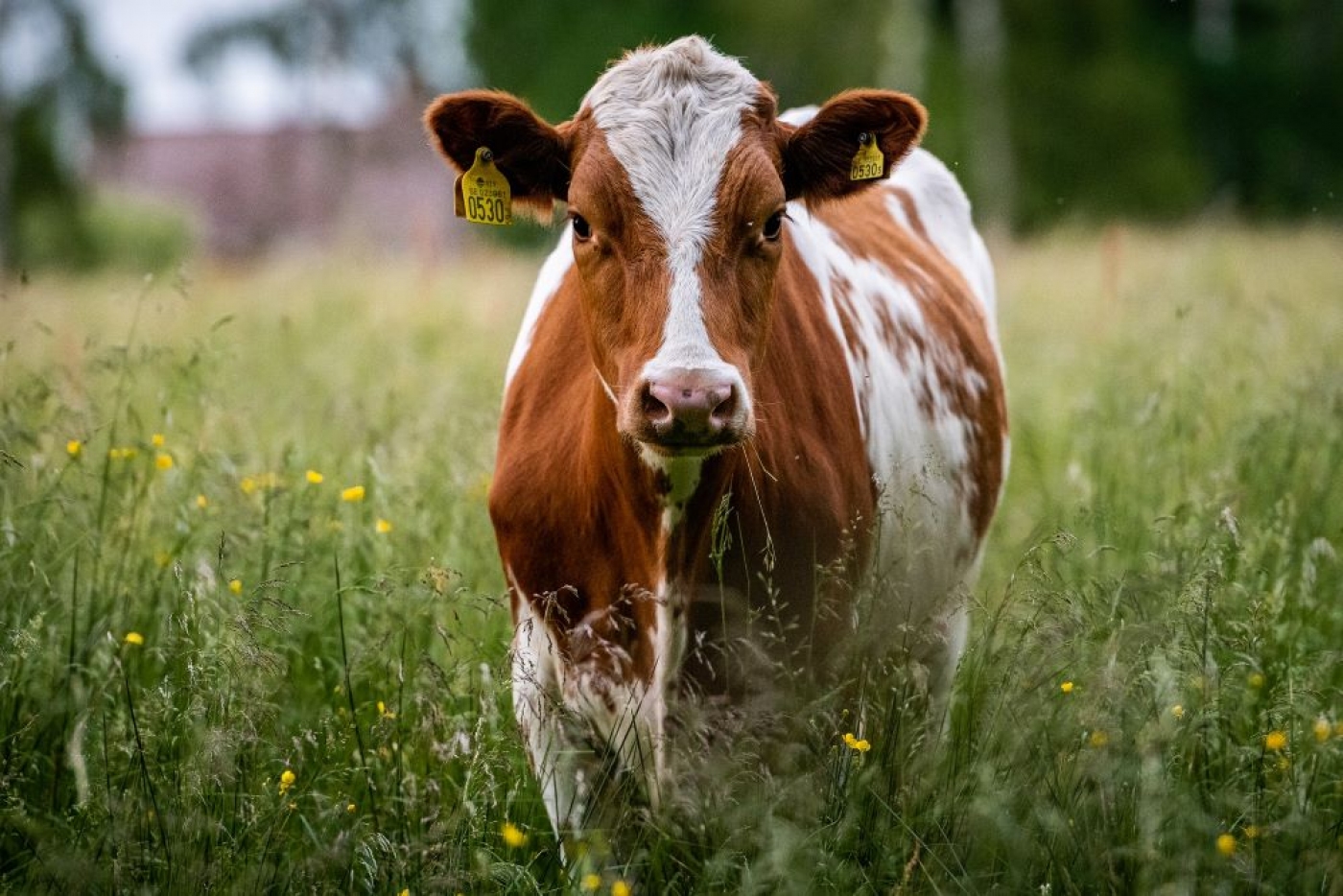 Conferência sobre bem-estar animal | Açores | 30 junho, 11h15