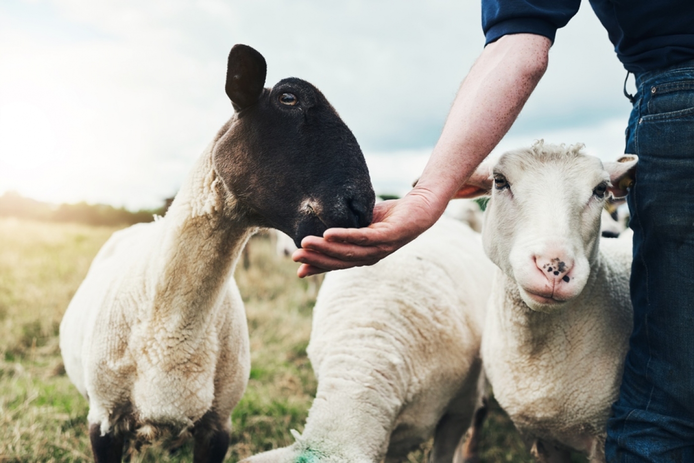 Junte-se às empresas certificadas Welfair® de Bem-estar Animal pela APCER