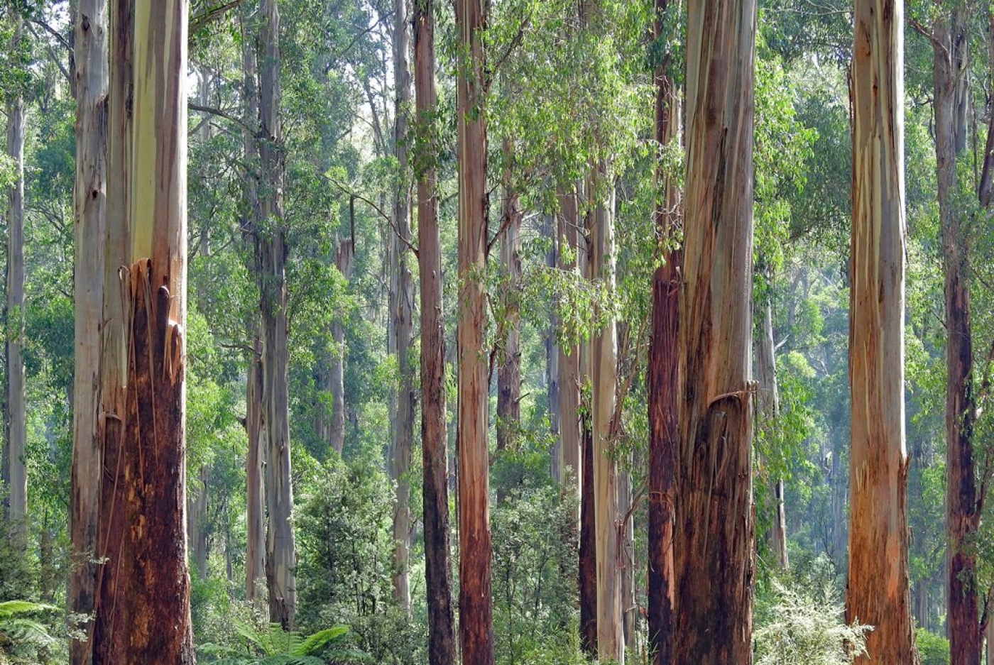 Consulta Pública Módulo Regulatório FSC® para a EUDR